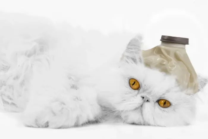 Framed Print : Cat - with ice pack on head - Get Well Framed Print : Cat - with ice pack on head - Get Well