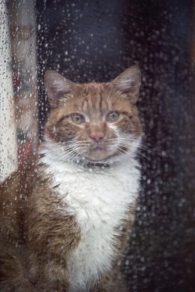 Cat - inside house looking out of window at the rain
