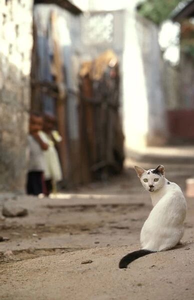 Cat - on the Island of Lamu - Kenya - Indian Ocean