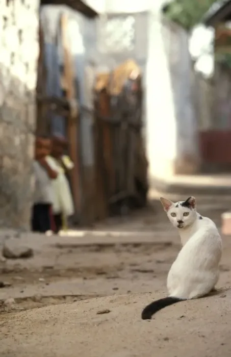 Framed Print : Cat - on the Island of Lamu - Kenya - Indian Ocean Framed Print : Cat - on the Island of Lamu - Kenya - Indian Ocean