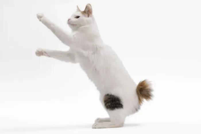 Framed Print : Cat - Japanese Bobtail in studio Framed Print : Cat - Japanese Bobtail in studio