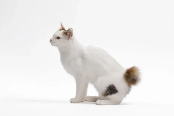 Framed Print : Cat - Japanese Bobtail in studio Framed Print : Cat - Japanese Bobtail in studio