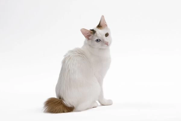 Cat - Japanese Bobtail in studio - different colour eyes