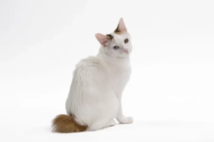 Framed Print : Cat - Japanese Bobtail in studio - different colour eyes Framed Print : Cat - Japanese Bobtail in studio - different colour eyes