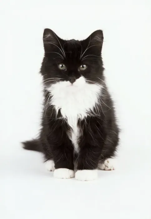 Framed Print : Cat JD 12276E Black & White Kitten © John Daniels / ardea. com Framed Print : Cat JD 12276E Black & White Kitten © John Daniels / ardea. com