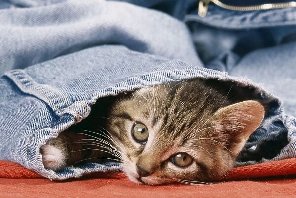 Cat JD 13284 Kitten in jeans © John Daniels  /  ARDEA LONDON