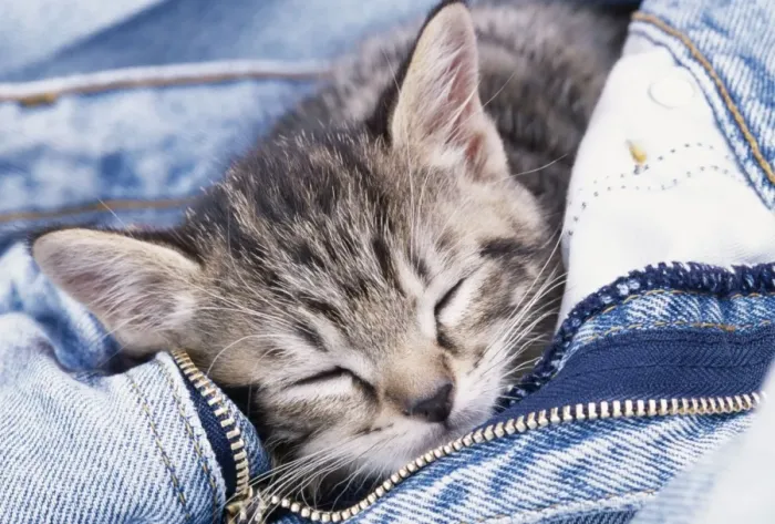 Framed Print : Cat JD 13288 Kitten in jeans © John Daniels / ARDEA LONDON Framed Print : Cat JD 13288 Kitten in jeans © John Daniels / ARDEA LONDON