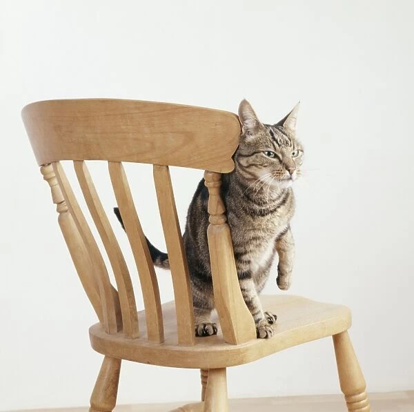 Cat JD 14155 Rubbing itself against chair © John Daniels  /  ARDEA LONDON