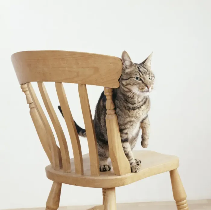 Framed Print : Cat JD 14155 Rubbing itself against chair © John Daniels / ARDEA LONDON Framed Print : Cat JD 14155 Rubbing itself against chair © John Daniels / ARDEA LONDON