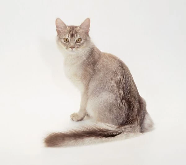 Cat JD 14559 Somali - Chocolate Silver, Kitten © John Daniels  /  ARDEA LONDON