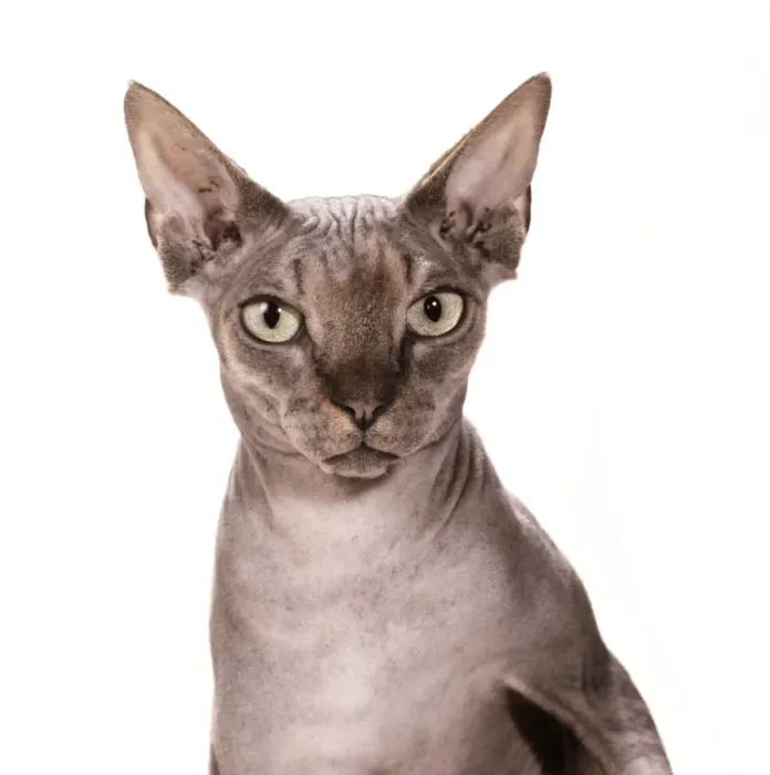 Framed Print : Cat JD 14804 Sphynx - Brown Tabby © John Daniels / ARDEA LONDON Framed Print : Cat JD 14804 Sphynx - Brown Tabby © John Daniels / ARDEA LONDON