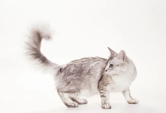 Framed Print : Cat JD 14807 Tiffanie - Brown Shaded Silver © John Daniels / ARDEA LONDON Framed Print : Cat JD 14807 Tiffanie - Brown Shaded Silver © John Daniels / ARDEA LONDON
