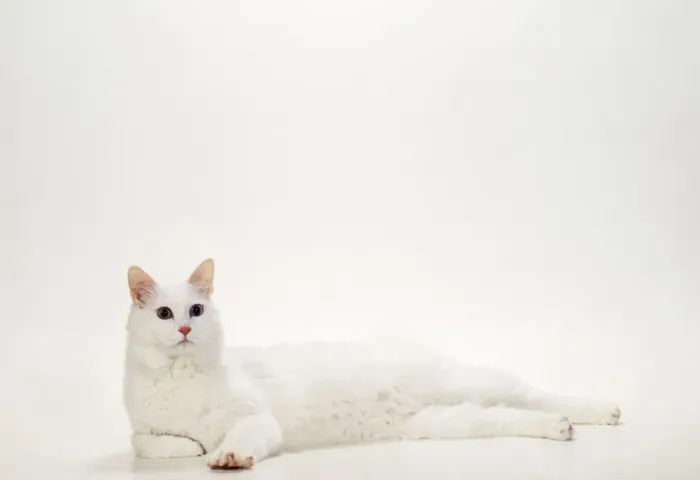 Framed Print : Cat JD 14822 Turkish Van, White Odd - Eyed © John Daniels / ARDEA LONDON Framed Print : Cat JD 14822 Turkish Van, White Odd - Eyed © John Daniels / ARDEA LONDON