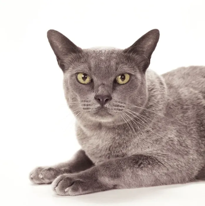 Framed Print : Cat JD 14834 Burmese - Blue © John Daniels / ARDEA LONDON Framed Print : Cat JD 14834 Burmese - Blue © John Daniels / ARDEA LONDON