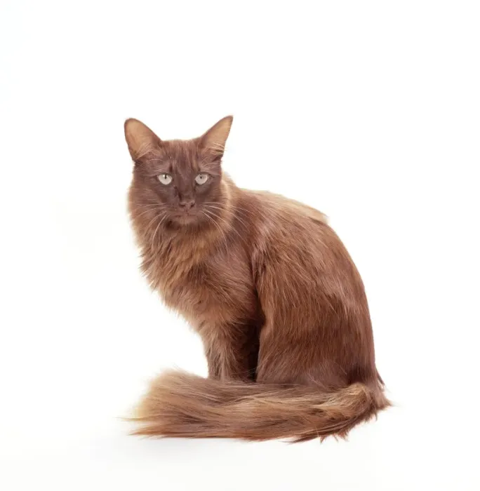 Framed Print : Cat JD 15252 British Angora, chocolate © John Daniels / ARDEA LONDON Framed Print : Cat JD 15252 British Angora, chocolate © John Daniels / ARDEA LONDON