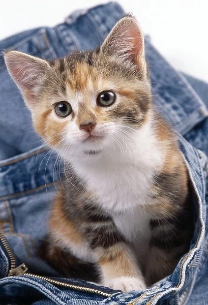 Cat JD 16301 Kitten in jeans © John Daniels  /  ARDEA LONDON