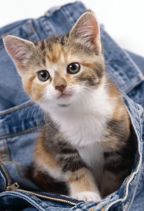 Framed Print : Cat JD 16301 Kitten in jeans © John Daniels / ARDEA LONDON Framed Print : Cat JD 16301 Kitten in jeans © John Daniels / ARDEA LONDON