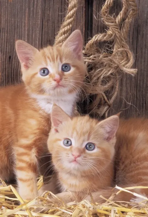 Framed Print : Cat JD 16479 Ginger kittens in barn © John Daniels / ardea. com Framed Print : Cat JD 16479 Ginger kittens in barn © John Daniels / ardea. com