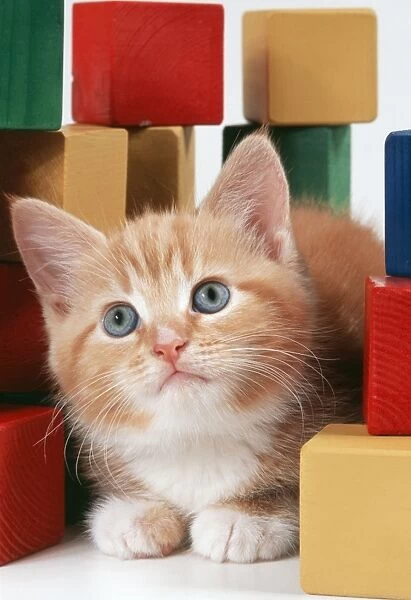 Cat JD 16480E Ginger kitten & building blocks © John Daniels  /  ardea. com