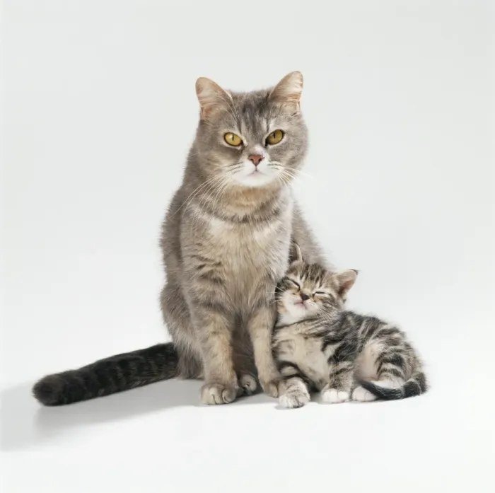Framed Print : Cat JD 16589 Mother & Kitten 35 days old © John Daniels / ardea. com Framed Print : Cat JD 16589 Mother & Kitten 35 days old © John Daniels / ardea. com
