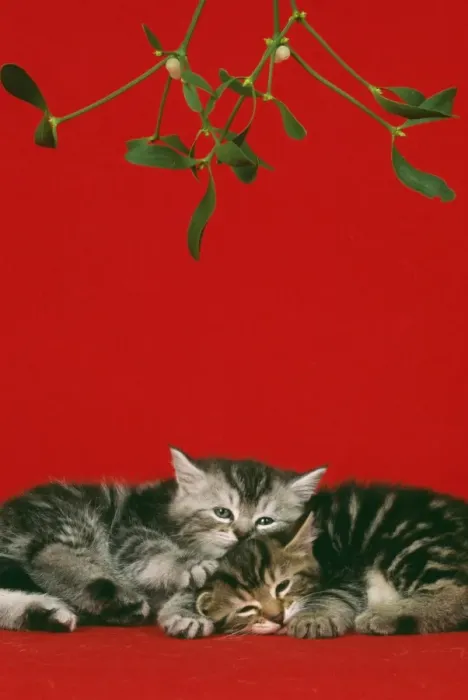 Framed Print : Cat JD 16788 E 2 kittens under mistletoe © John Daniels / ardea. com Framed Print : Cat JD 16788 E 2 kittens under mistletoe © John Daniels / ardea. com