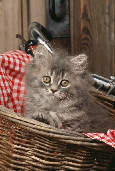 Cat JD 16792 E Kitten in basket on bicycle © John Daniels  /  ardea. com