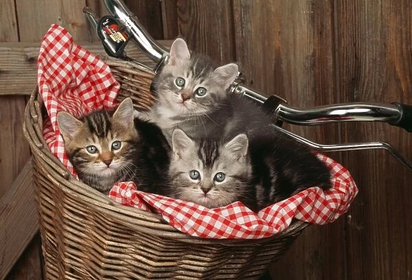 Cat JD 16793 E 3 Kittens in basket on bicycle © John Daniels  /  ardea. com