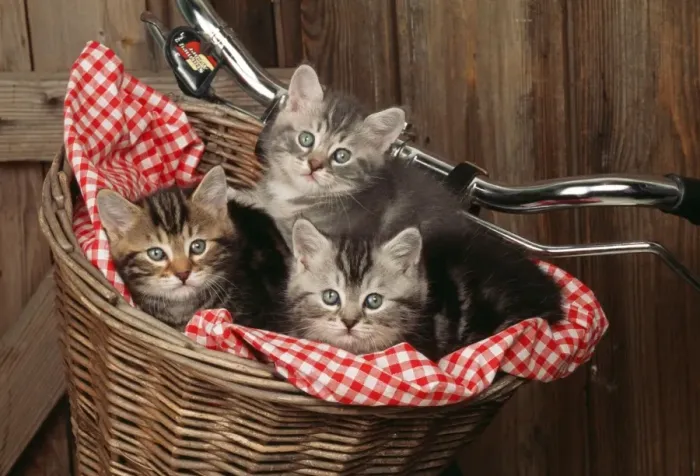 Framed Print : Cat JD 16793 E 3 Kittens in basket on bicycle © John Daniels / ardea. com Framed Print : Cat JD 16793 E 3 Kittens in basket on bicycle © John Daniels / ardea. com