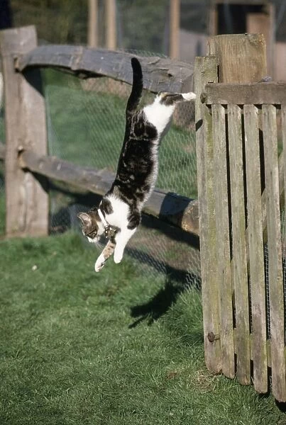 Cat - jumping
