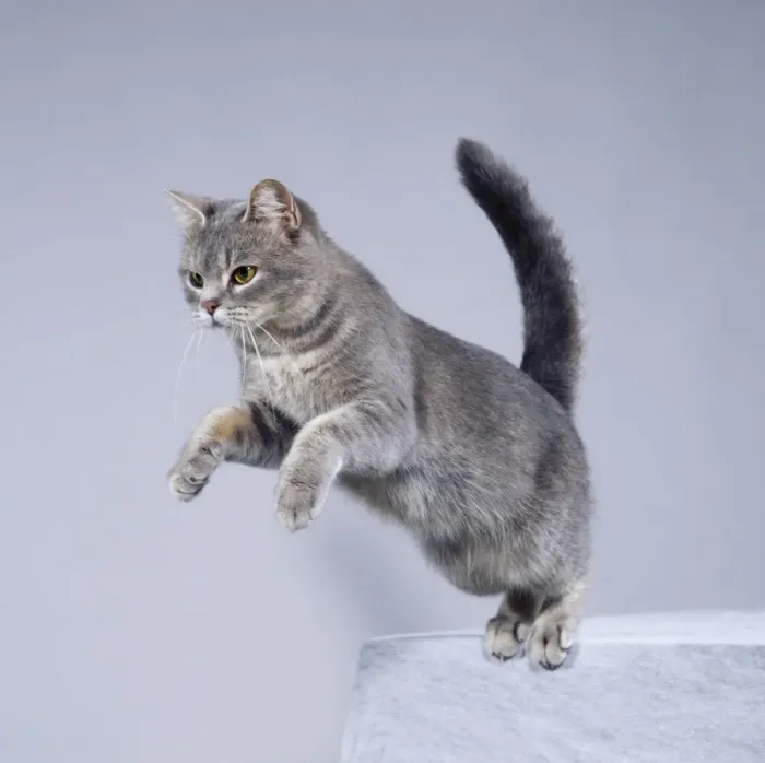 Framed Print : Cat Jumping Framed Print : Cat Jumping