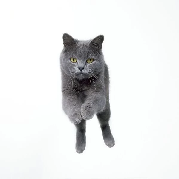Cat - Jumping