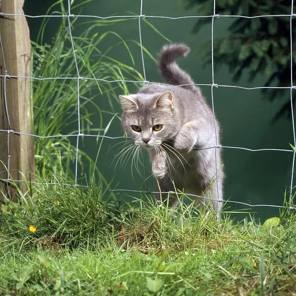 Cat - jumping through fence
