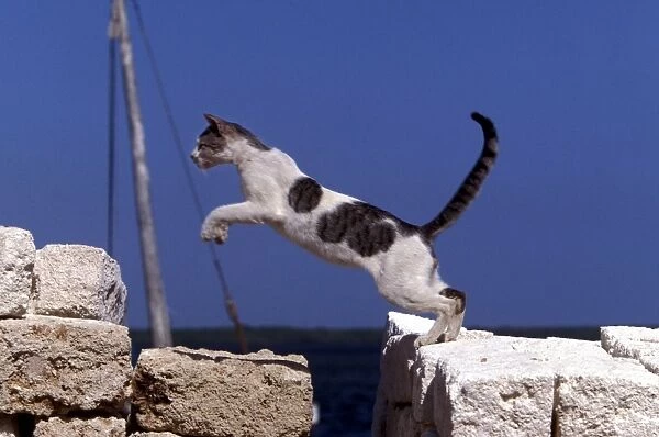 Cat - jumping. Lamu - Kenya - Africa