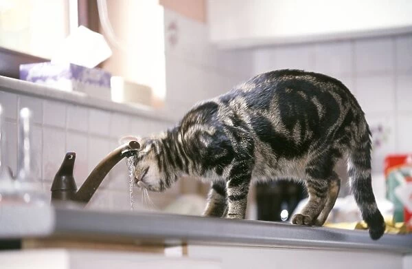 Cat - in kitchen, drinking from tap