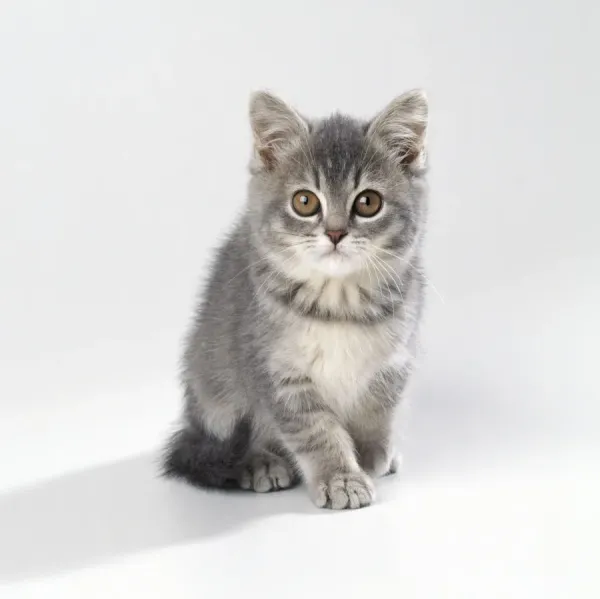 11-Week-Old Kitten Print (JD-12500e). Art Prints, Posters