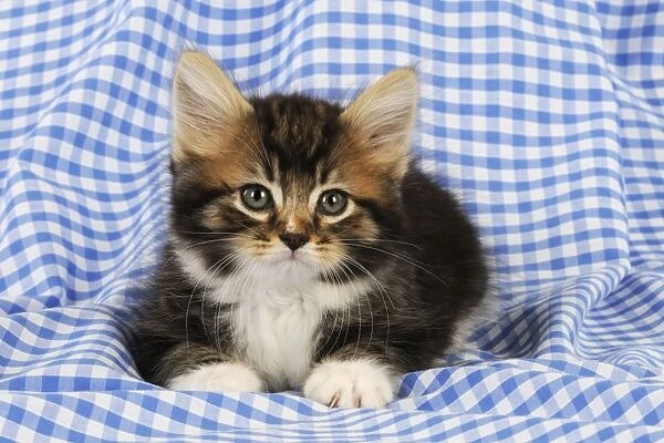 Cat. Kitten