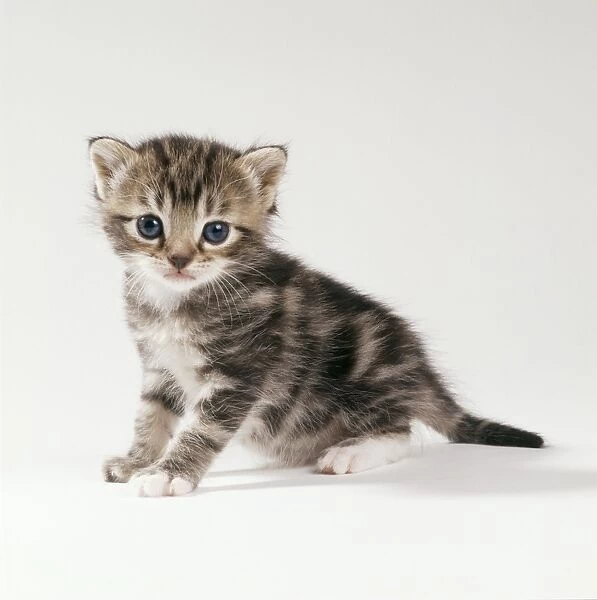 Cat Kitten 20 days old