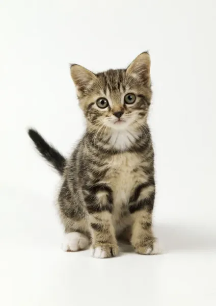 55-Day-Old Kitten Print (JD-13392). Art Prints, Posters & Puzzles