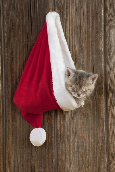 CAT - Kitten (6 weeks) asleep in christmas hat