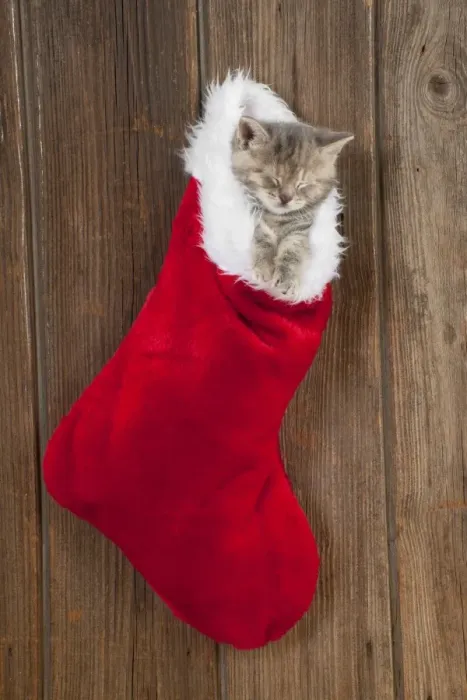 Framed Print : CAT - Kitten (6 weeks) asleep in christmas stocking Framed Print : CAT - Kitten (6 weeks) asleep in christmas stocking