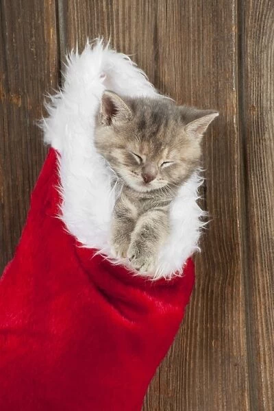 CAT - Kitten (6 weeks) asleep in christmas stocking