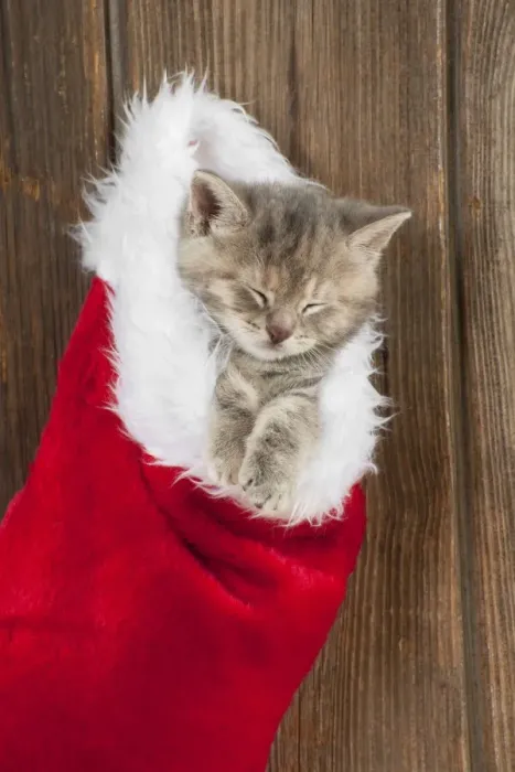 Framed Print : CAT - Kitten (6 weeks) asleep in christmas stocking Framed Print : CAT - Kitten (6 weeks) asleep in christmas stocking