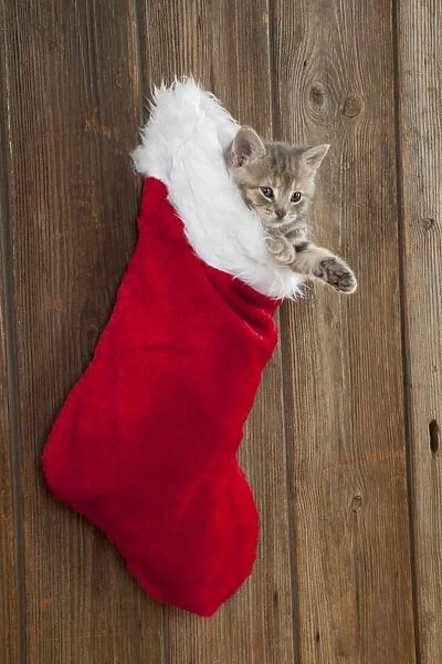 CAT - Kitten (6 weeks) in christmas stocking