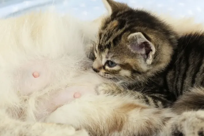 Framed Print : Cat. Kitten (6 weeks old) laying on mother cat on star background Framed Print : Cat. Kitten (6 weeks old) laying on mother cat on star background