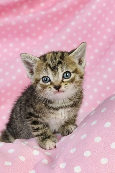 Cat. Kitten (6 weeks old) on pink background