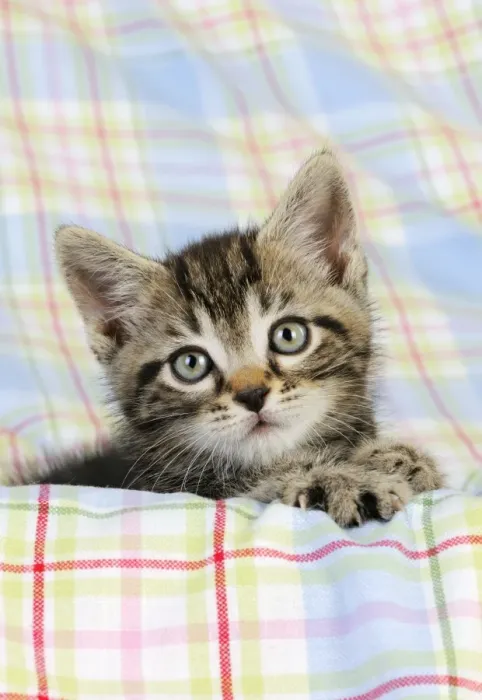 Framed Print : Cat. Kitten (7 weeks old) Framed Print : Cat. Kitten (7 weeks old)