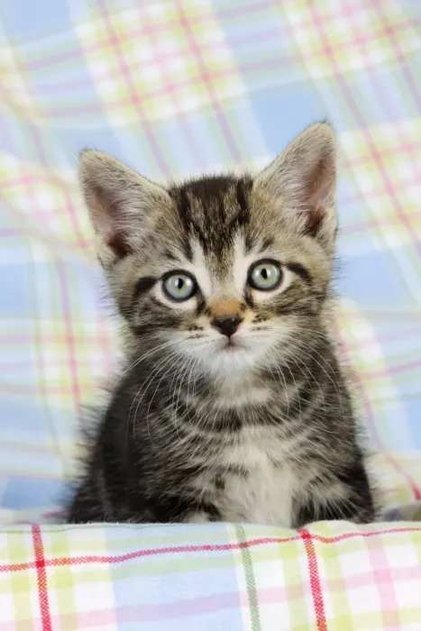 Framed Print : Cat. Kitten (7 weeks old) Framed Print : Cat. Kitten (7 weeks old)