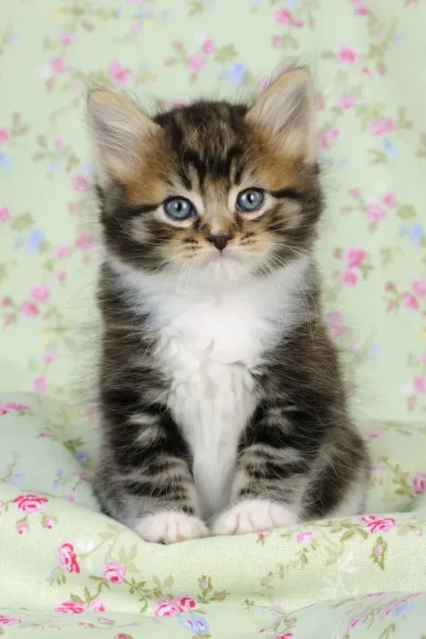 Framed Print : Cat. Kitten (7 weeks old) Framed Print : Cat. Kitten (7 weeks old)