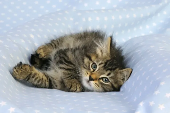 Framed Print : Cat. Kitten (7 weeks old) on blue background Framed Print : Cat. Kitten (7 weeks old) on blue background