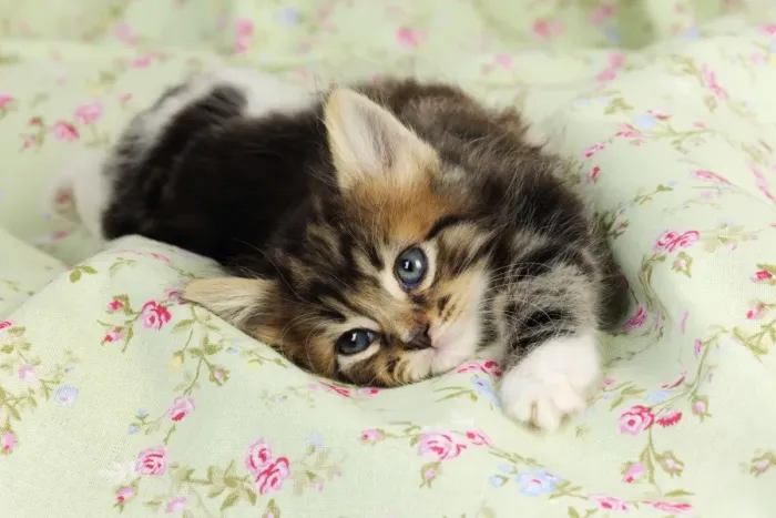 kittenページ 7-Week-Old Kitten Lying Down Print JD-20599. Art Prints, Posters